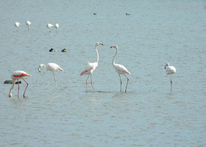 Lo Flamenc